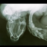 Une tortue en X-Ray.  צב ברנטגן ואצבע גם